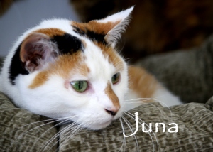 Juna (cat)