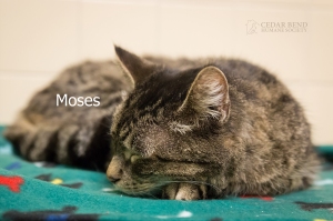 Moses (cat)