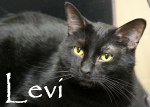 Levi 1 (cat)