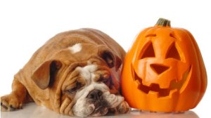 english bulldog resting beside a festive halloween pumpkin
